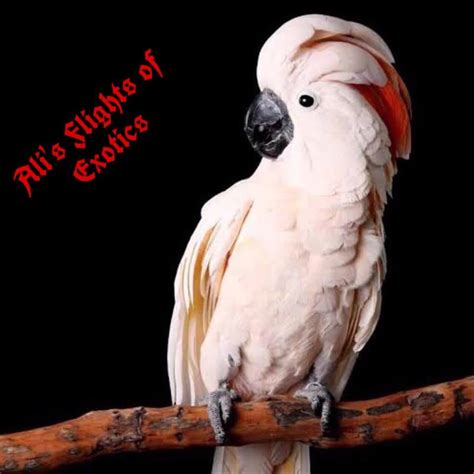 alis flights|Ali’s Flights of Exotics .
